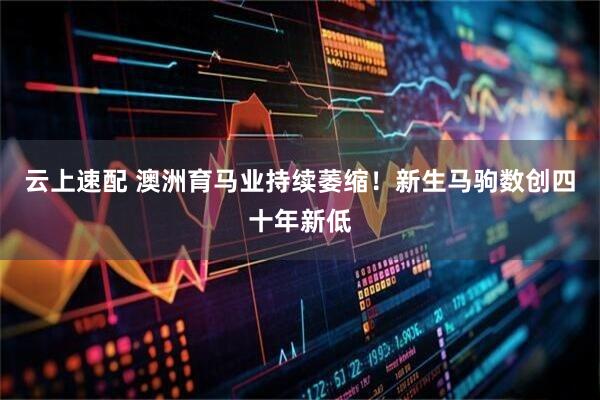 云上速配 澳洲育马业持续萎缩！新生马驹数创四十年新低